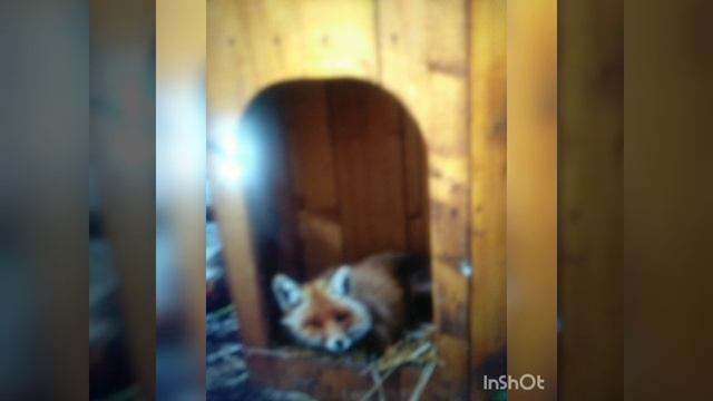 Хитрая лиса смотреть онлайн