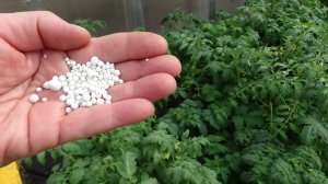 Какое удобрение я добавила в лунки при высадке томатов в теплицу и почему?