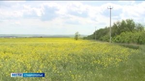 Ставропольские аграрии спасают будущий урожай рапса. Какие прогнозы по качеству