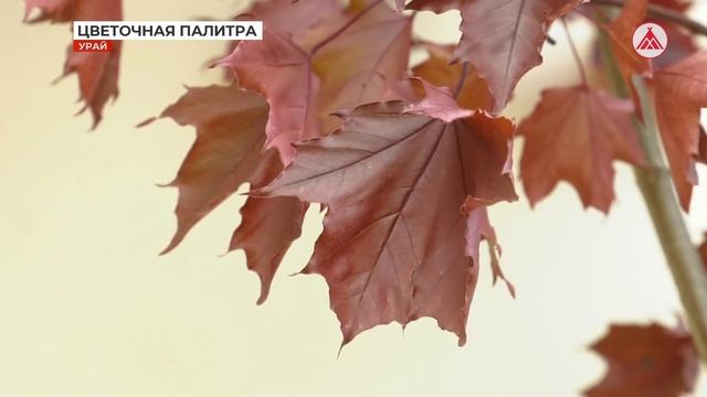 Цветочная палитра наших городов смотреть онлайн