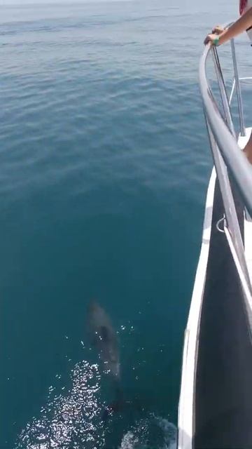 Дельфины в чёрном море. Выход на яхте Monte Carlo... Аренда яхт t.me/sochi_yachts_bot смотреть онлайн