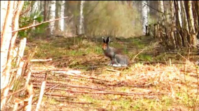 НАГОНКА ПО ЗАЙЦУ. РГ Аргон вл. Шатров В.А.#охотасгончей#собака#животные#топ #hunting смотреть онлайн