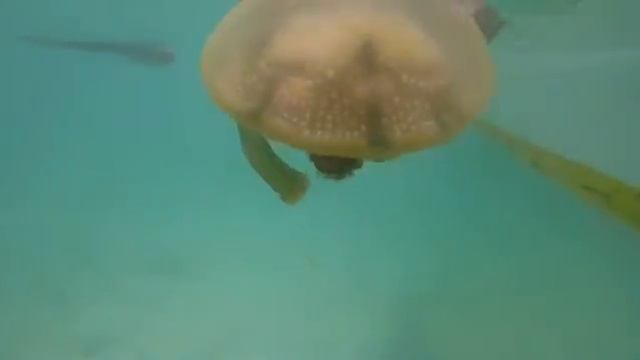 Jellyfish encounter at Siargao смотреть онлайн