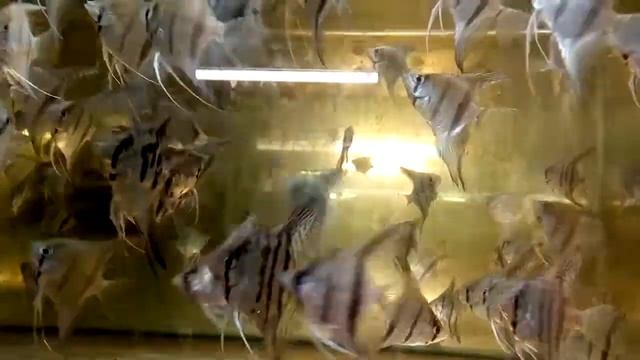 Скалярия бриллиантовая полосатая смотреть онлайн