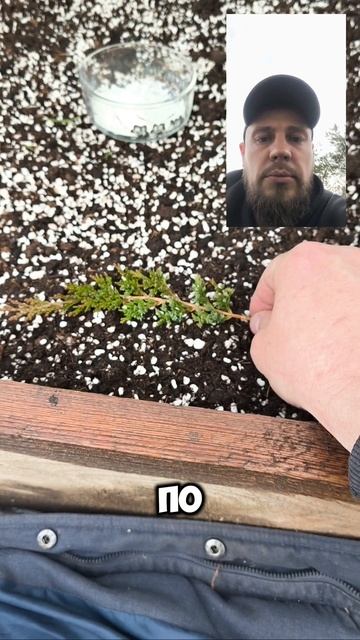 Можжевельник Вилтони ставлю на черенок🌲 смотреть онлайн