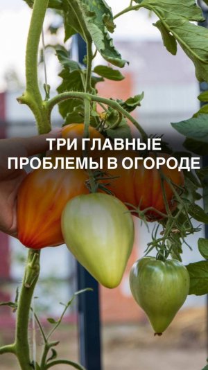 Три главные проблемы в огороде 

#болезнирастений #огородник #мойогород #кабачки #томат