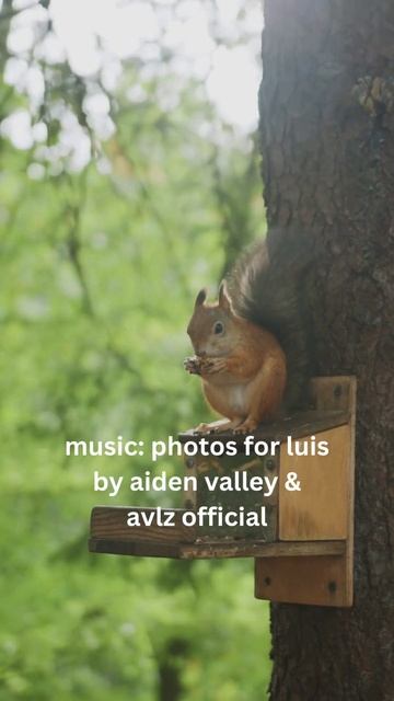 How To Feed A Soft And Fluffy Squirrel смотреть онлайн