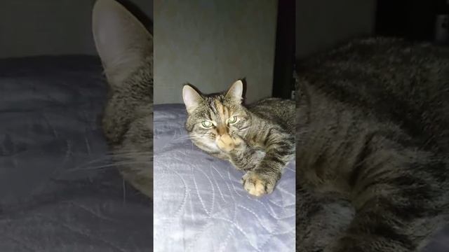 У меня очень странная кошка смотреть онлайн