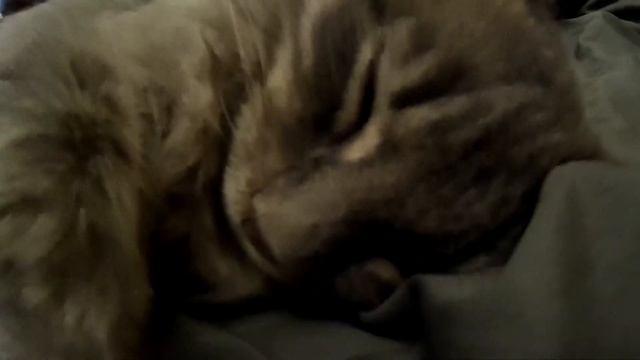 кот мурчит смотреть онлайн