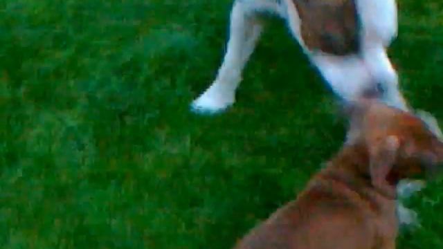 pit bull v. amstaff (Kiara és Pizsi) смотреть онлайн