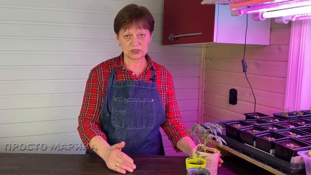 Рассада. Кормить или не кормить