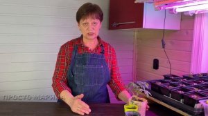 Рассада. Кормить или не кормить