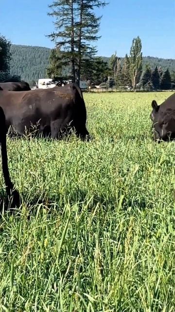 ⭕ Angus Cattle ✅ Biggest Bulls And Cow смотреть онлайн