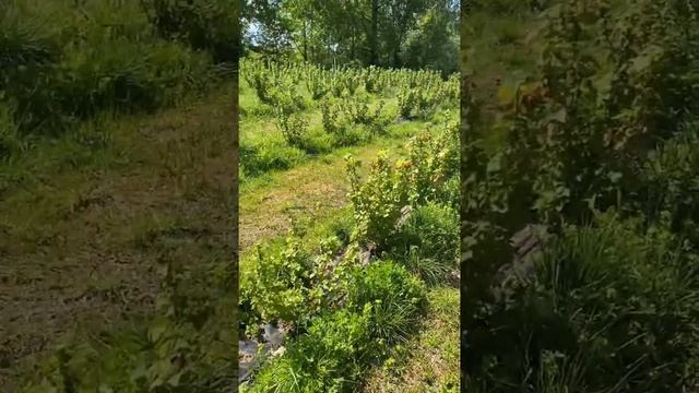 Наблюдение за кустами черной смородины смотреть онлайн