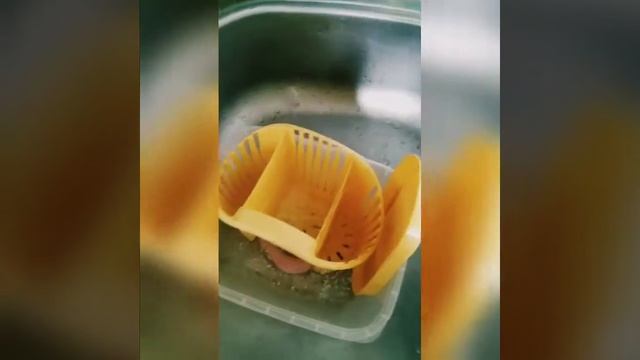 Очередной эксперимент с нашими Чудо Гранулами от компании Армэль 👍👍🔥🔥 Рекомендую Попробовать 📣 смотреть онлайн