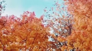 Елена  Решетняк. Города