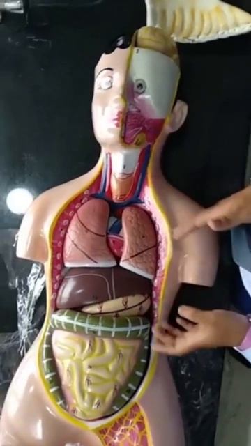 Human anatomy #trending #human #human_anatomy #human_brain #3danimation #human #human_kidney #huma смотреть онлайн