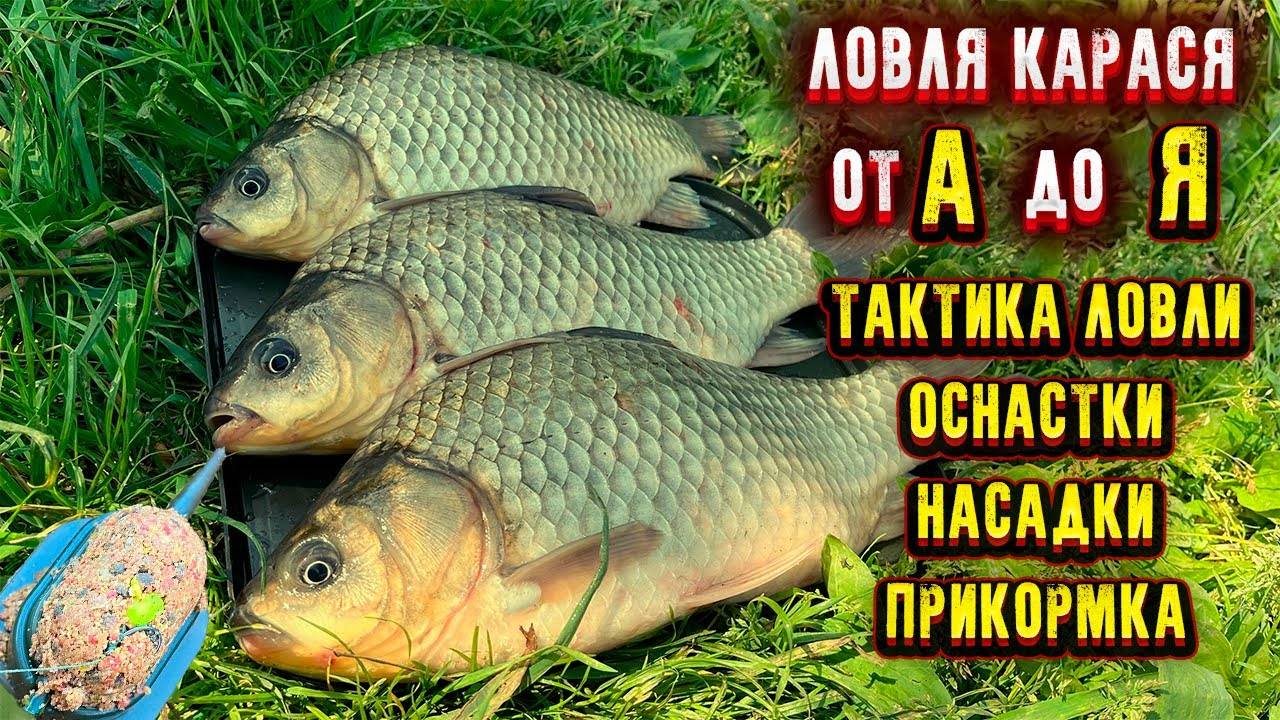 Всё про ловлю карася Как поймать карася смотреть онлайн