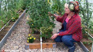 Томат, сорт Поцелуй, как растет в теплице.