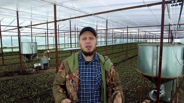 Как решить проблемы с ЗИМНИМ редисом: Первая подкормка смотреть онлайн