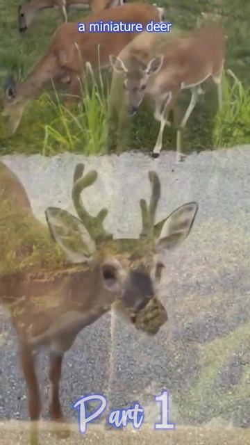 Part 1: Island Dwarfism 🏝️Evolution on islands: smaller animals! #IslandDwarfism смотреть онлайн