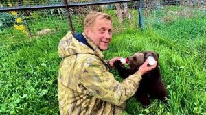 Олег Зубков помог мне кормить медвежат Топу и Кнопу, они просто СНОСЯТ с НОГ)))