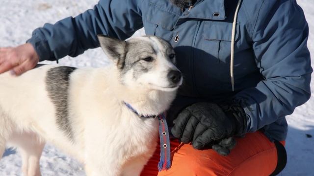 Известия. Владимир: Друзья в доме - Собака Муха