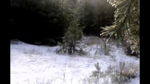 Лес зимой .avi смотреть онлайн