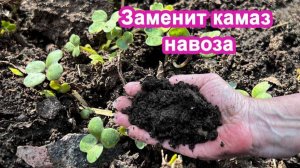 Забудьте про навоз. После этого земля будет мягкой как пух. Внесите по весне