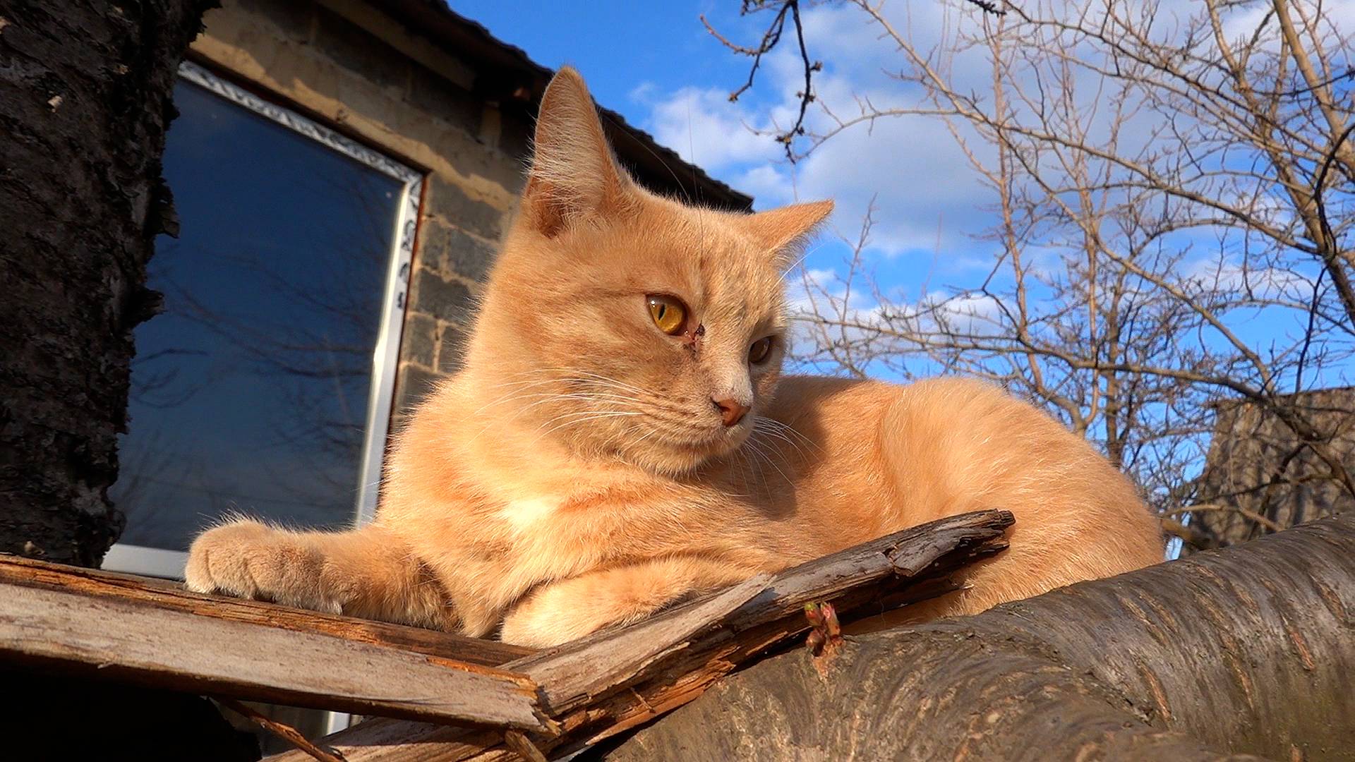 Как зарегистрировать недвижимость в Росреестре? / И как починить мотоблок? смотреть онлайн