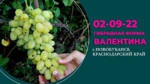 Виноград - сорт Валентина