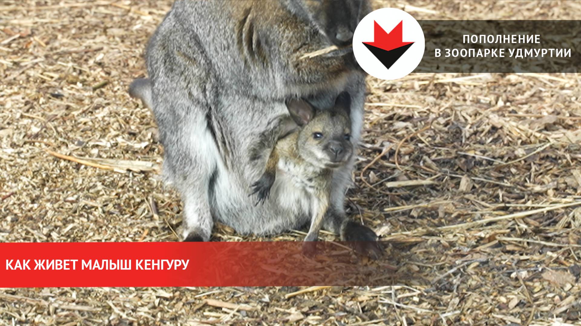 Малыш кенгуру родился в зоопарке Удмуртии смотреть онлайн