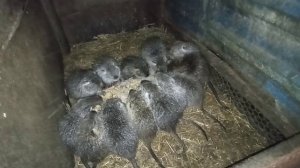 Очередная канитель с НУТРЯТАМИ. Малыши растут. 22.03.25