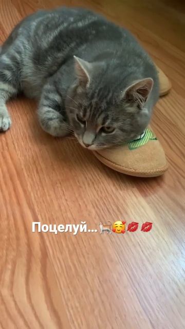 Поцелуй меня в щечку…💋💋🐈 смотреть онлайн