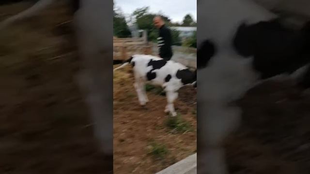 Тёлочка по кличке Красотка