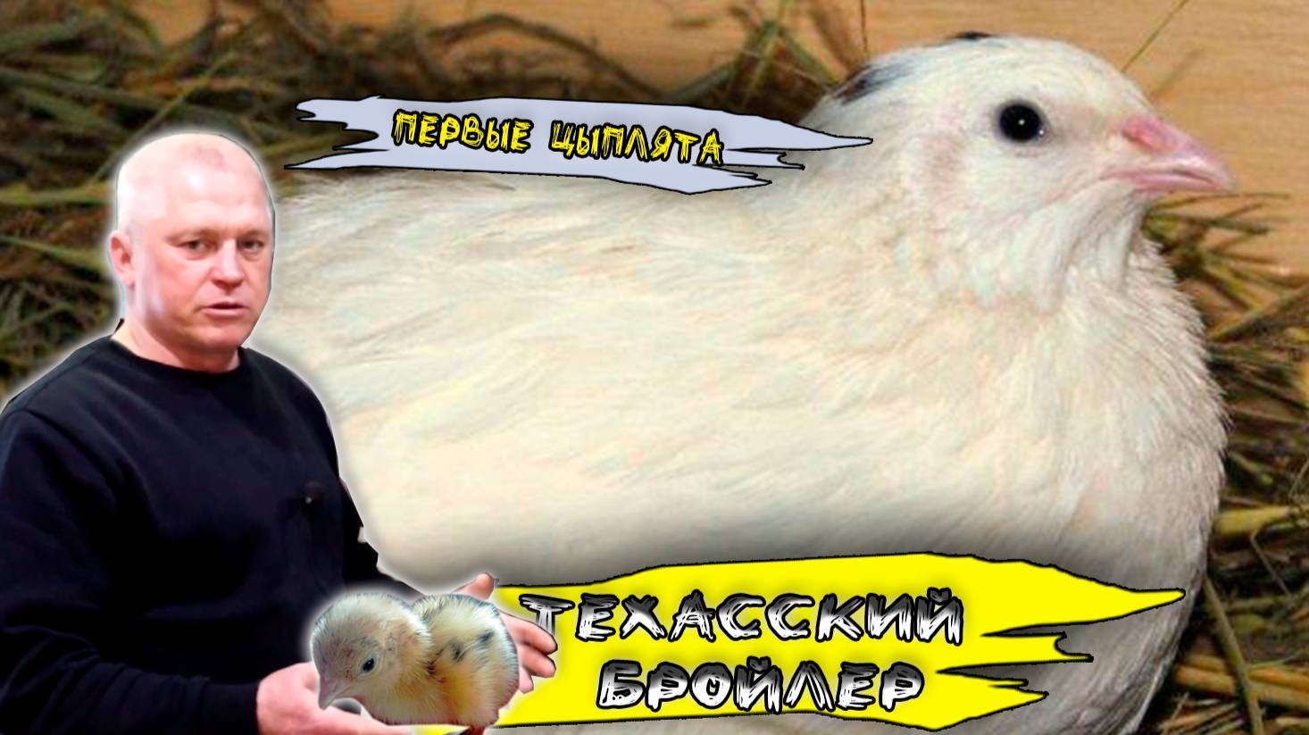 Техасский перепел Перепела техасской породы Лучшая порода перепелов. Первый выводок в 2025 году смотреть онлайн