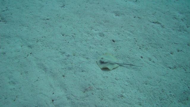 Stingray смотреть онлайн