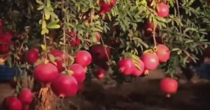 .... Как выращивают и обрабатывают Гранат....