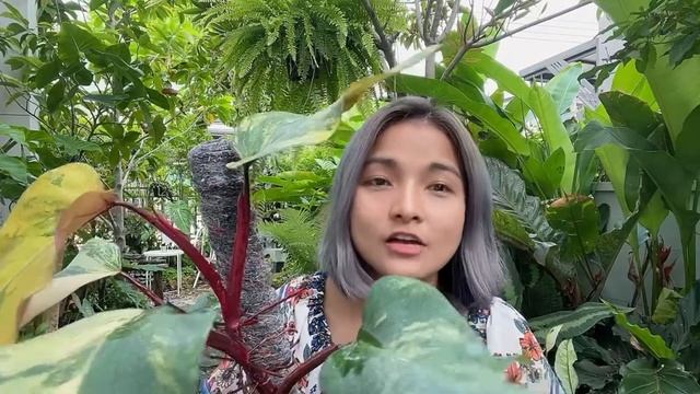 Rare plants : Philodendron Red Emerald Variegated смотреть онлайн