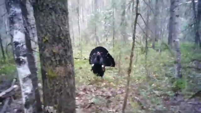 Глухарь нападает на человека) смотреть онлайн
