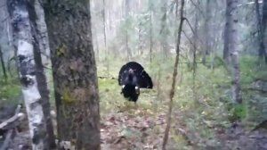 Глухарь нападает на человека)