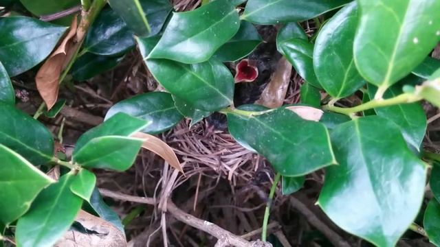 Baby birds in the shrub / Птенцы в кустах смотреть онлайн