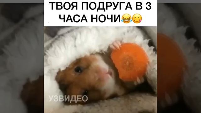 Твоя подруга в 3 часа ночи 😂 смотреть онлайн