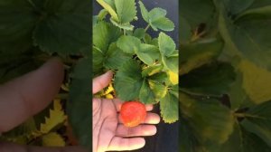 Клубника сорт Адрия