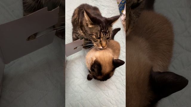 Увлажнитель для дома ультразвуковой ГО-2235А 3,5л / распаковка и запуск смотреть онлайн