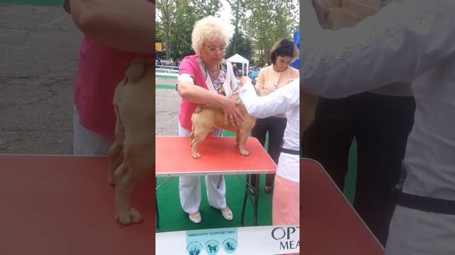 кобели юниоры монка смотреть онлайн