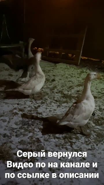 Серый гусь вернулся смотреть онлайн