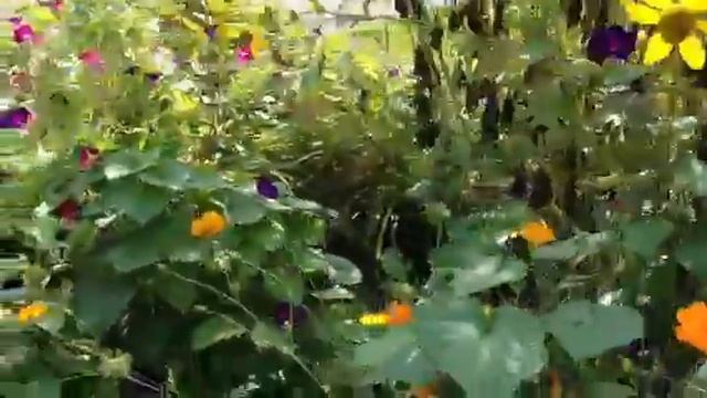 My garden tour--Morning Glory invasion! смотреть онлайн