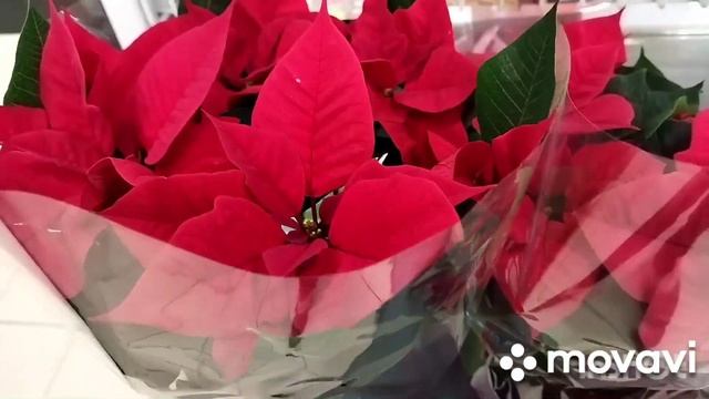 СЕГОДНЯ УМЕРЛА МОЯ ТЕТЯ ОЛЯ. ЭТО ВИДЕО Я ПОСВЕЩАЮ ЕЙ. ВЕЧНАЯ ПАМЯТЬ. смотреть онлайн