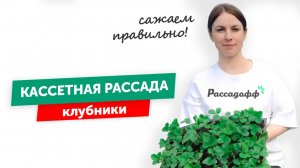 КАК ПОСАДИТЬ КАССЕТНУЮ РАССАДУ КЛУБНИКИ
